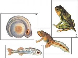 Модель-аппликация "Развитие костной рыбы и лягушки" (ламинированная)