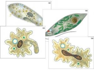 Модель-аппликация "Строение и разнообразие простейших" (ламинированная)